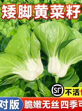 正宗南京矮脚黄菜籽奶油白菜种子