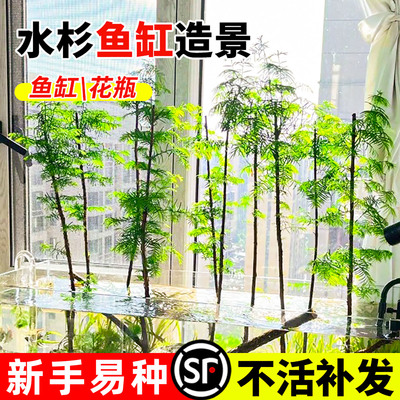 水杉水培鱼缸造景室内苗盆栽绿植