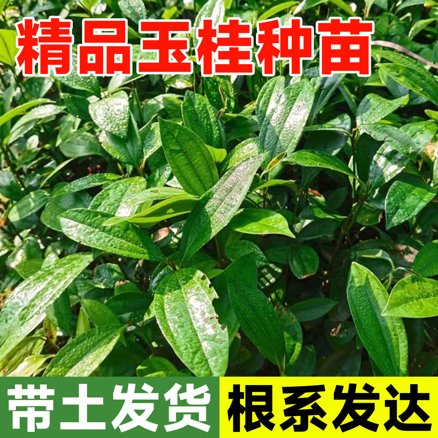 玉桂树苗香叶桂皮肉桂树南方北方种植中药材食用大料调味香料果苗