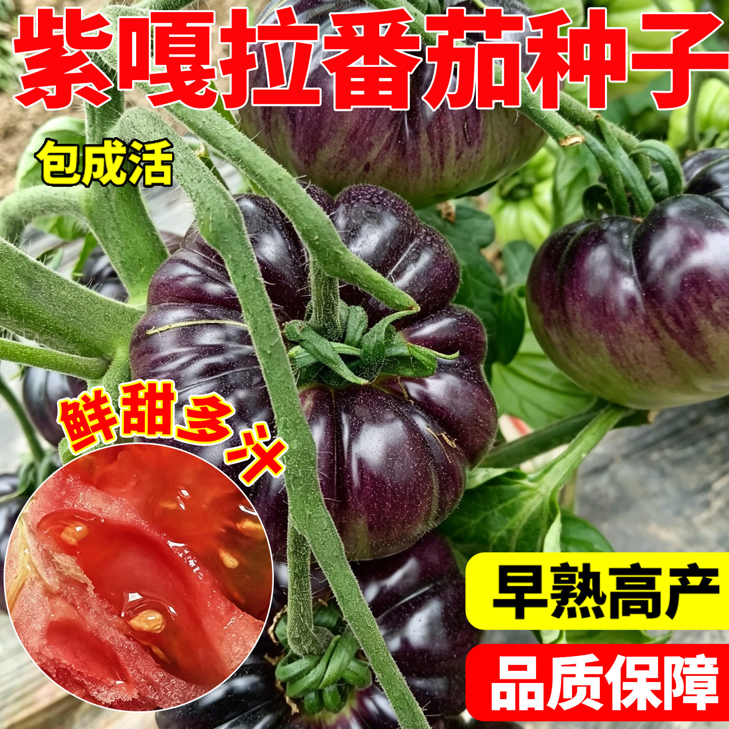 紫嘎拉水果番茄种子紫番茄西红柿