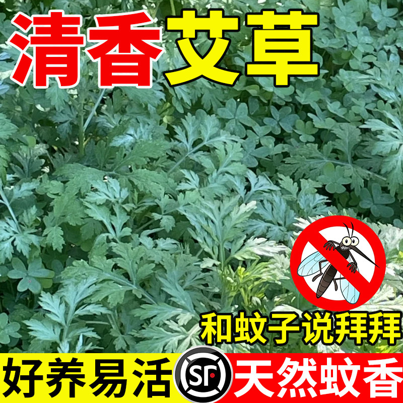 艾草种子艾叶靳野生香端午艾草苗食用青团艾蒿青蒿种籽四季驱蚊草