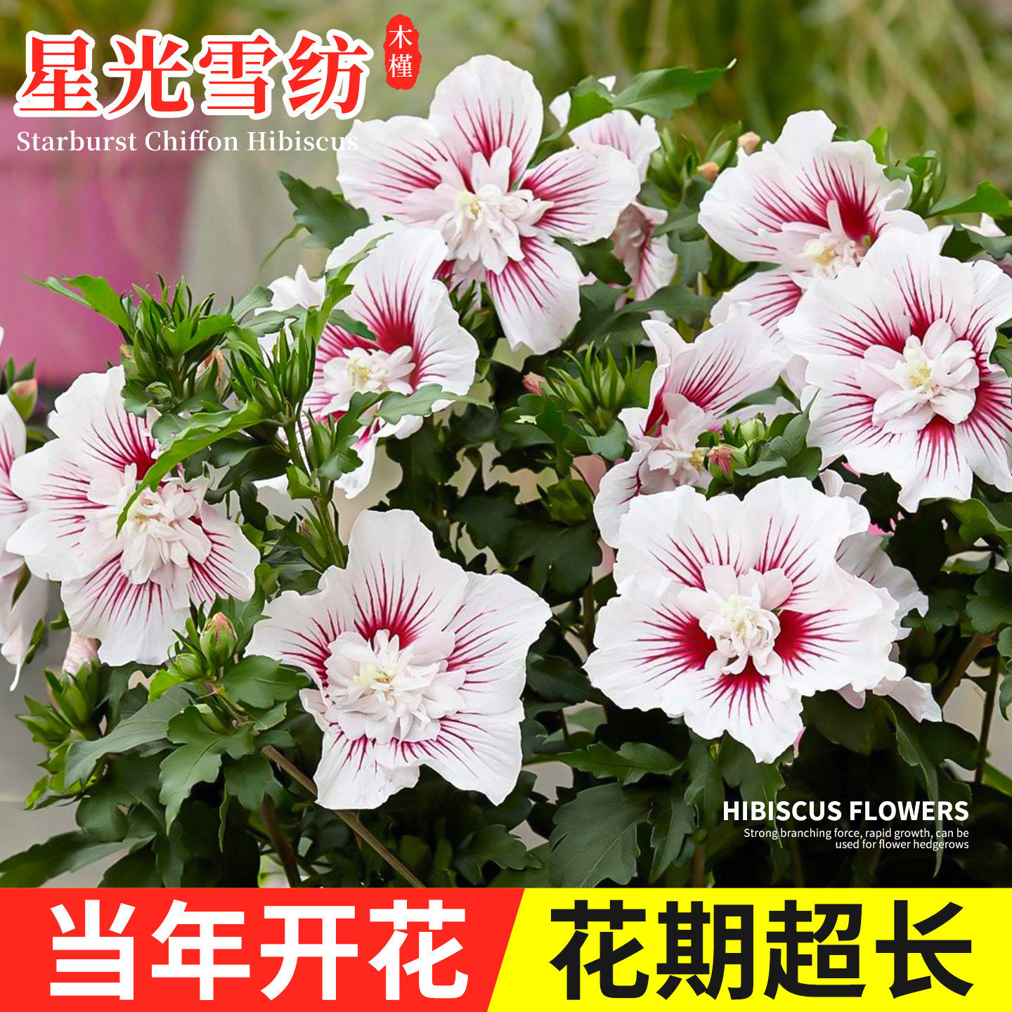 星光雪纺重瓣木槿花树苗棒棒糖可