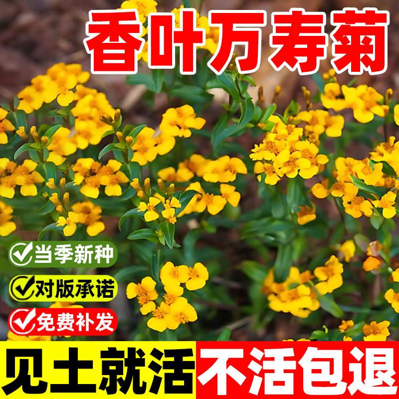 万寿菊种子香叶驱蚊食用多年生四季花卉植物阳台盆栽庭院薄荷花籽