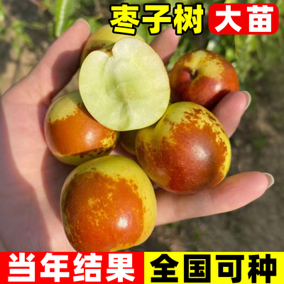 枣树活苗嫁接冬枣地栽果树果苗当