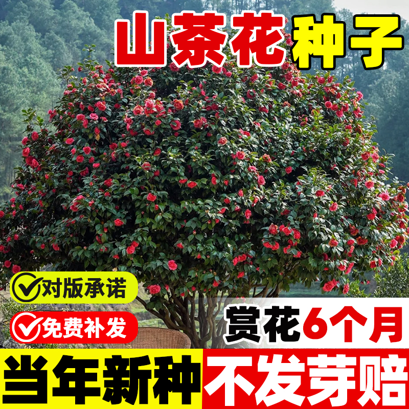 山茶花种籽子花卉种子花木种子林木种子盆栽山茶花树四季易种种籽