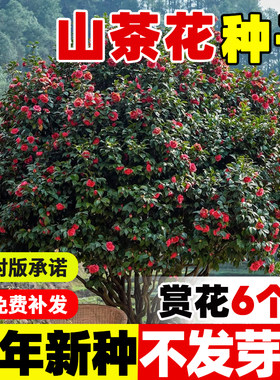 山茶花种籽卉子木林盆栽树