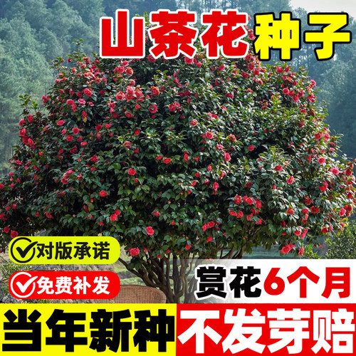 山茶花种籽卉子木林盆栽树