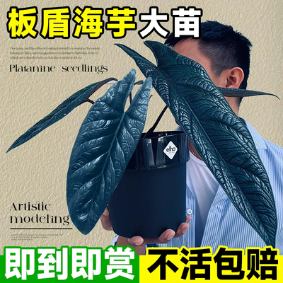 板盾海芋杰克林绿植盆栽绿天鹅