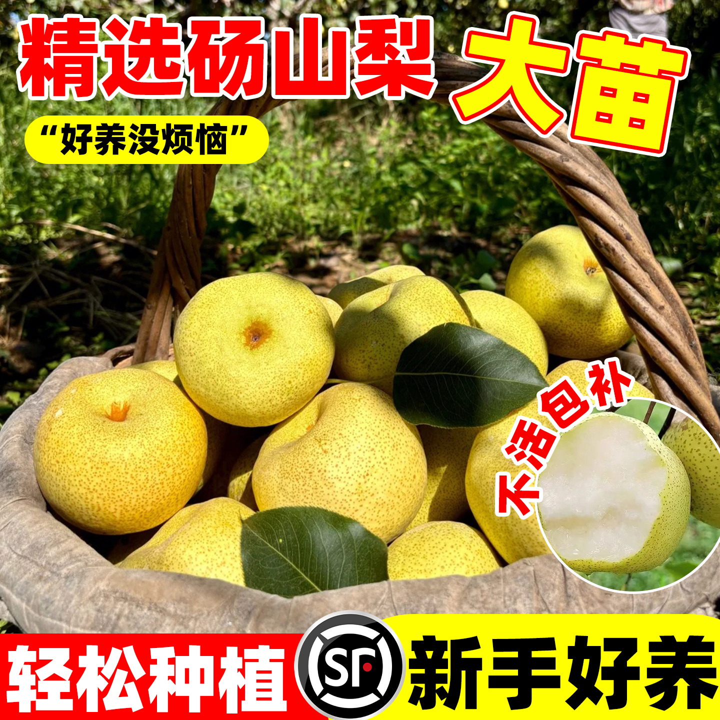 砀山酥梨苗盆栽嫁接早熟当年结果