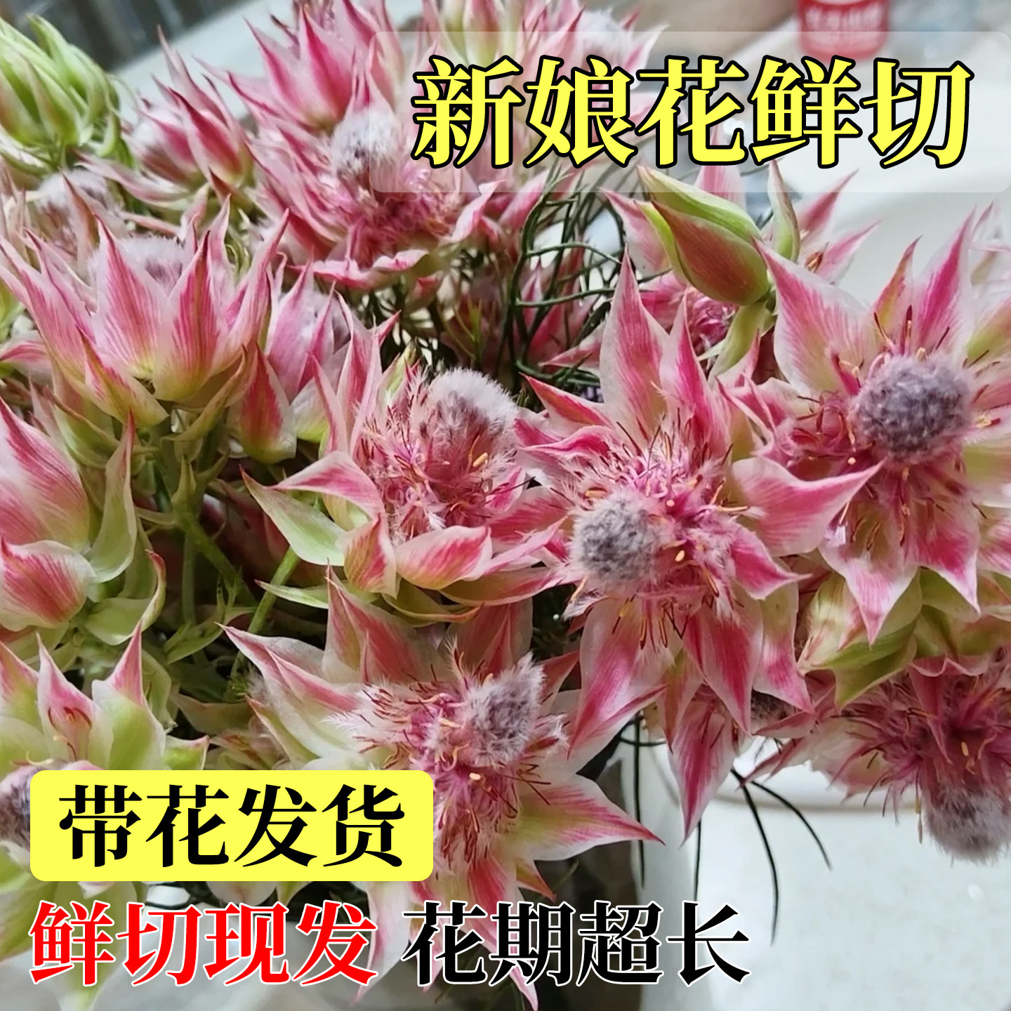 南非进口新娘花鲜花云南直发鲜切图片