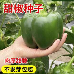 水果甜椒种籽大全七彩菜椒种子正宗高产新鲜蔬菜四季种孑皮薄特香