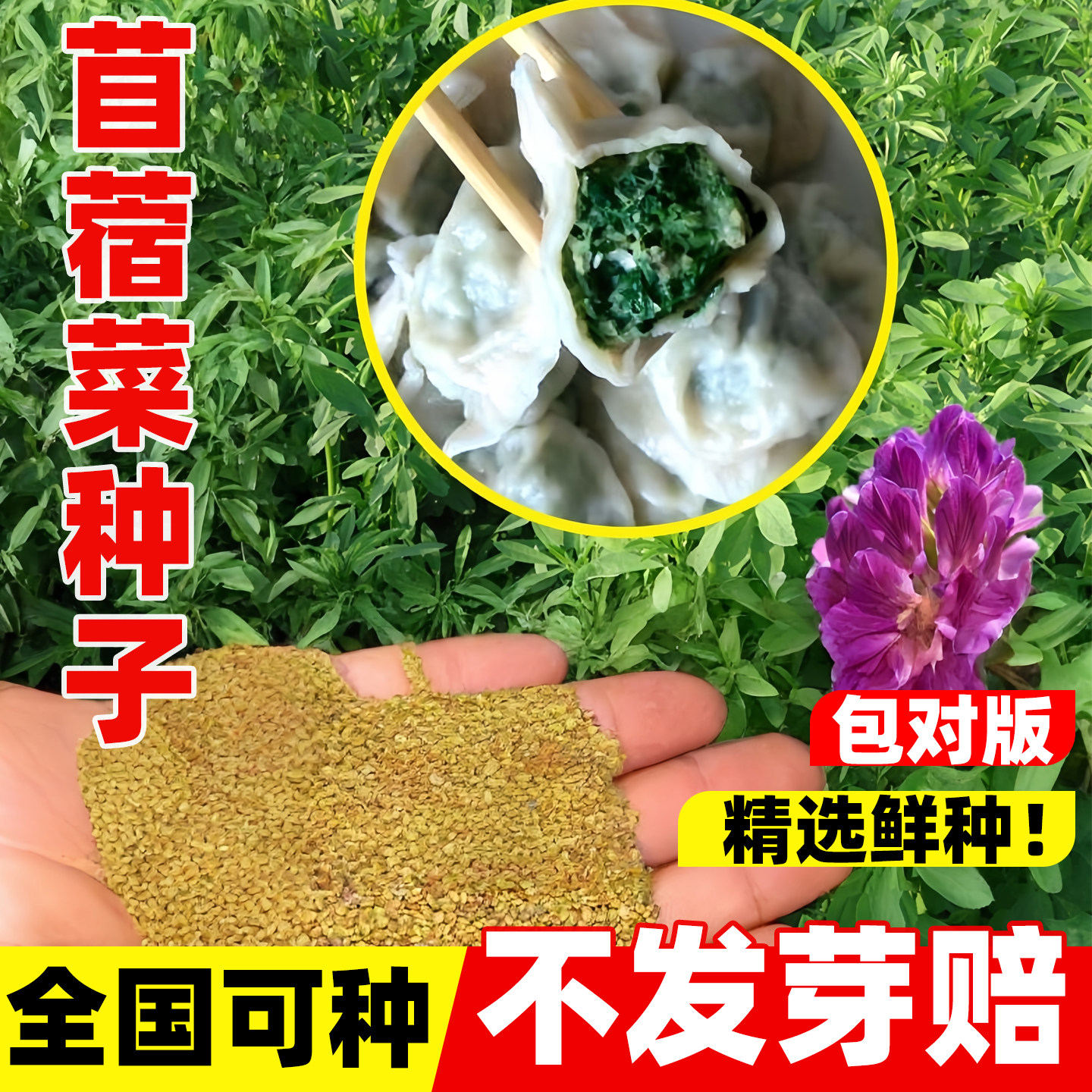 食用苜蓿菜种子东北野菜籽春夏紫花苜蓿四季多年生蔬菜种子保健菜