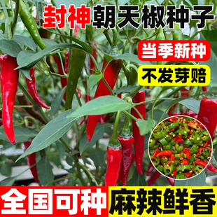 封神朝天椒种籽小米辣二金条种子四季种植阳台庭院盆栽蔬菜大全苗