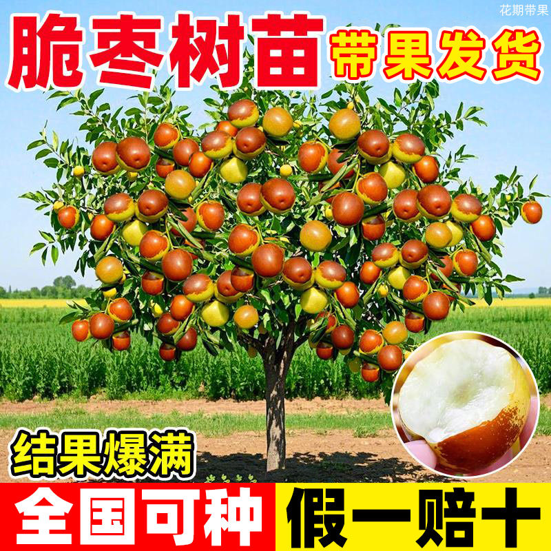 脆枣树苗果树方北方带土球种植南嫁接冰糖枣特大超甜沾化冬枣苗树