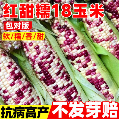 红甜糯18玉米种籽矮杆彩糯甜玉米