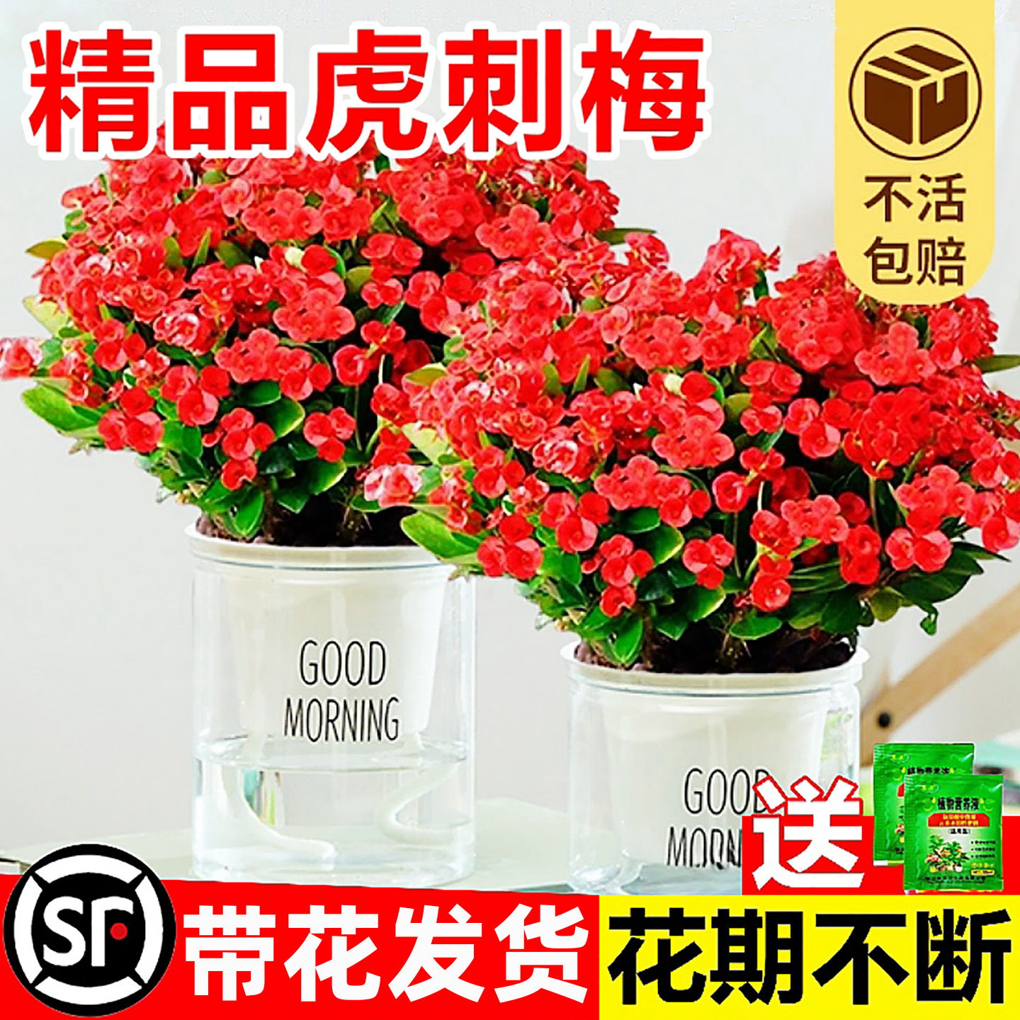 虎刺梅盆栽四季耐寒铁海棠老桩大