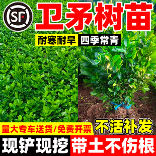 胶东卫矛树苗耐旱绿篱围墙绿化工程苗木四季常青庭院种植冬青卫矛