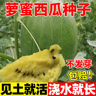 卡其萝蜜礼品西瓜种子早熟高产杂交西瓜种籽果肉黄色口感细嫩多汁
