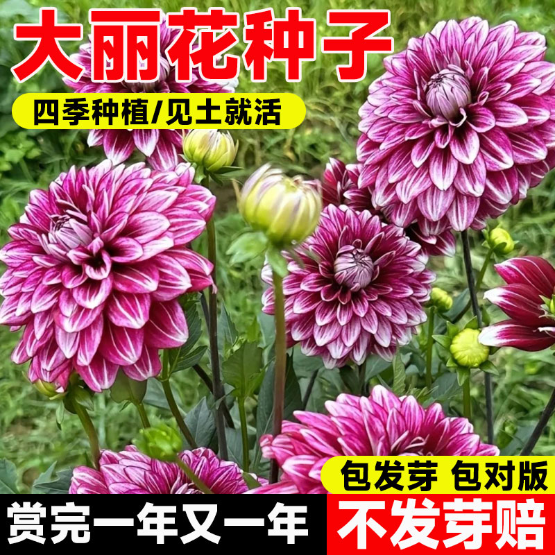 大丽花种子庭院室内外阳台盆栽多年生地瓜花重瓣小丽花籽四季播种