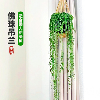 精品佛珠吊兰盆栽室内吊篮珍珠情