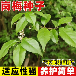 岗梅种子小叶青皮称星树种籽土甘草天星木百解茶四季播种林木种子