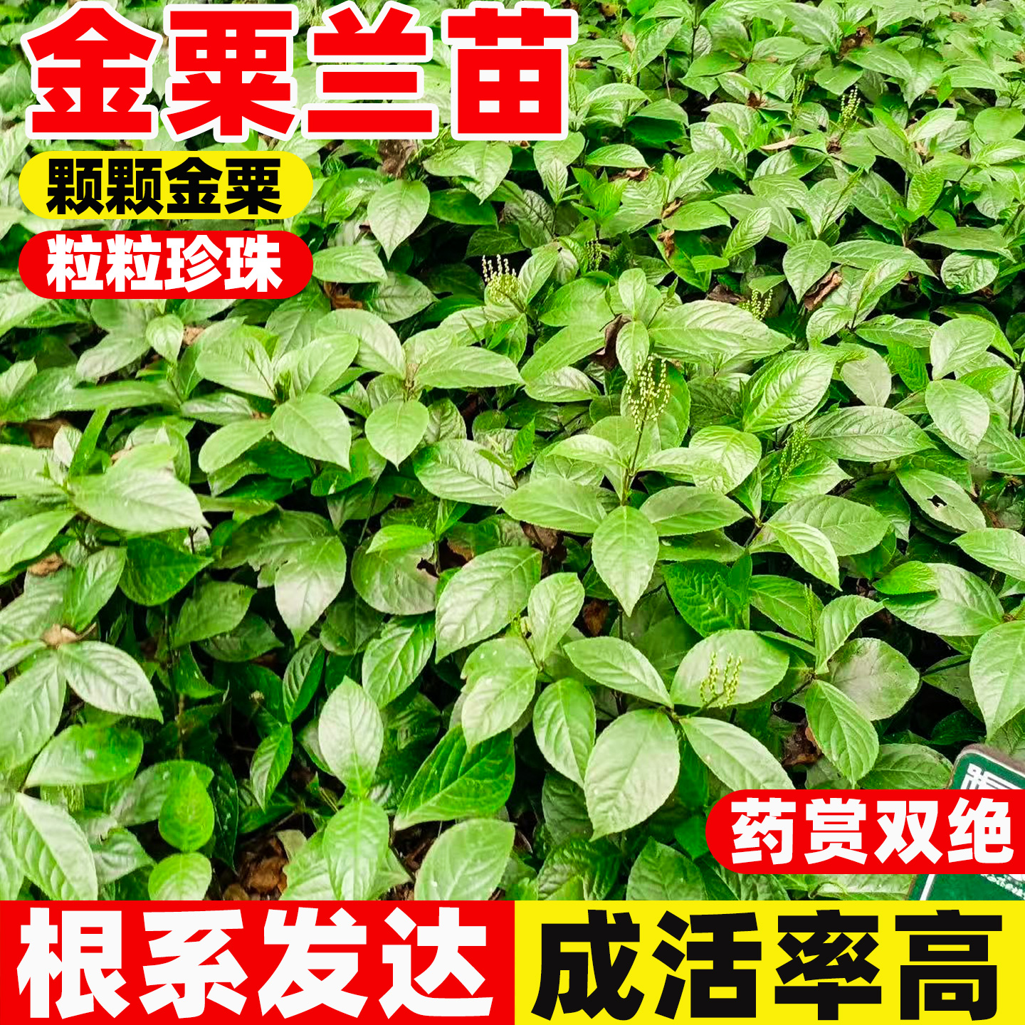 金粟兰苗阳台庭院盆栽黄珠