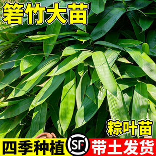 箬竹苗米竹花苗矮生竹子粽子叶植物五月竹子粽叶庭院公园绿植花卉