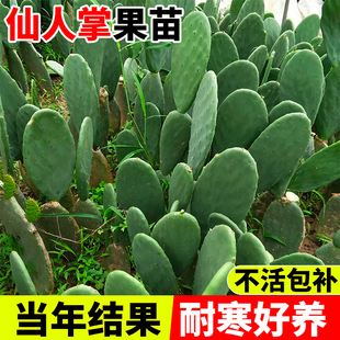 仙人掌果苗开花可吃红果苗庭院盆地栽耐寒美容结果实食用多肉植物