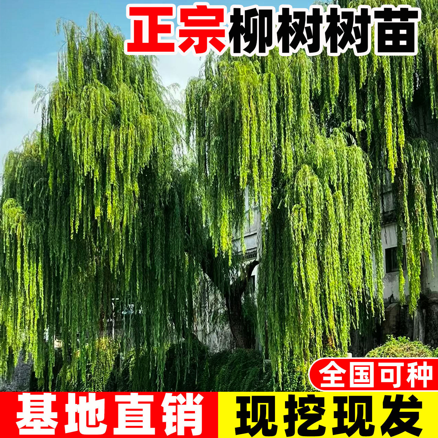 垂柳柳树树苗黄金柳青柳直柳树苗公园绿化行道树风景树苗耐寒耐热