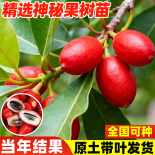 神秘果变味果树大苗四季种植当年结果庭院阳台盆地栽果树带土带叶