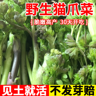猫爪子菜种子菜山菜之王唐松草山野菜种籽四季种植阳台庭院盆栽菜