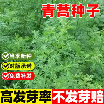 青蒿种子四季播易活盆栽庭