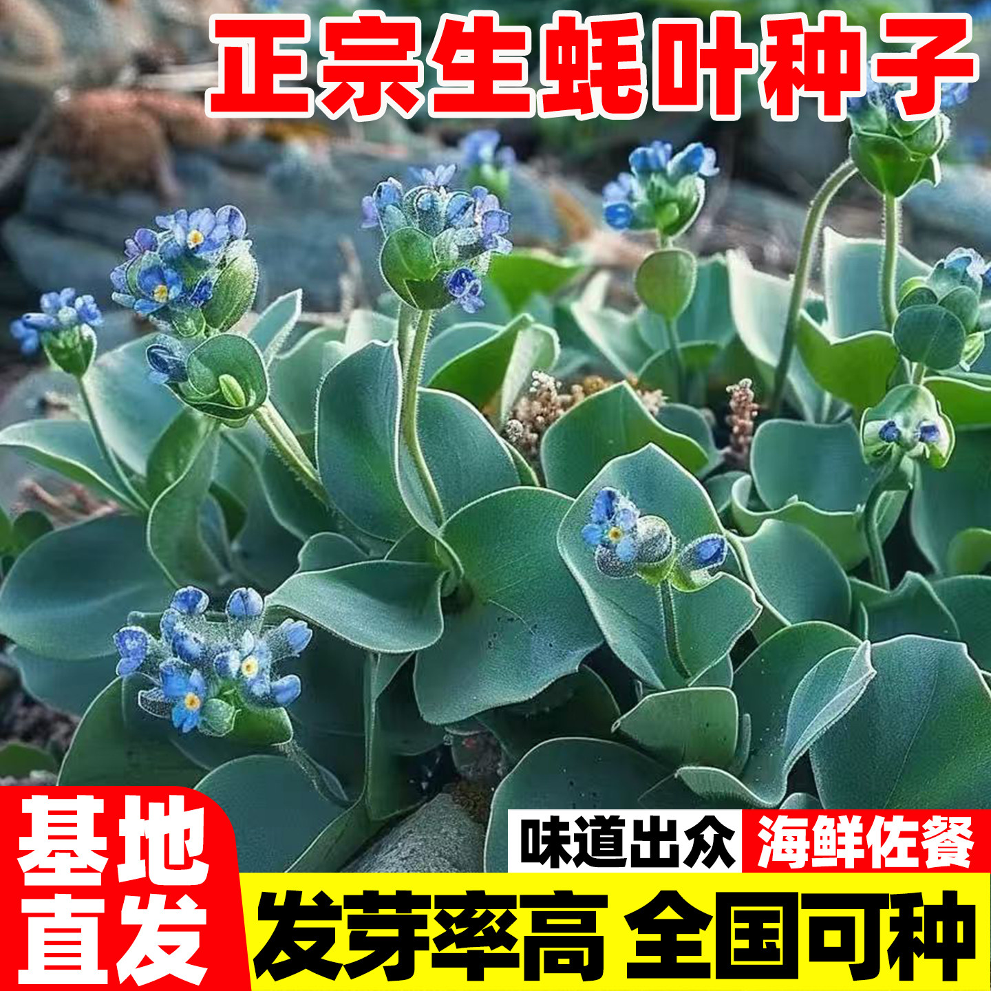生蚝叶种子四季香草香料种牡蛎欧美蔬菜种籽耐寒海鲜味青菜叶种孑