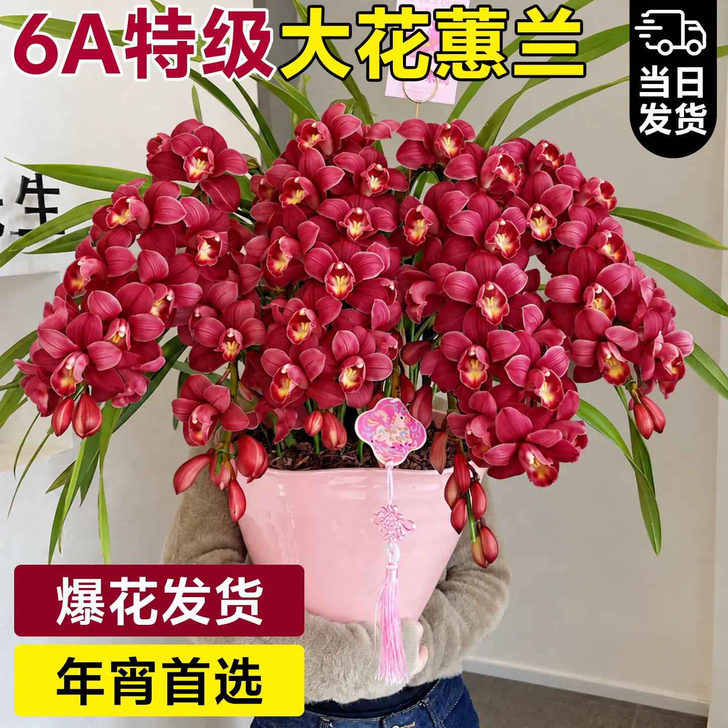 大花蕙兰盆栽带花苞花剑名贵品种