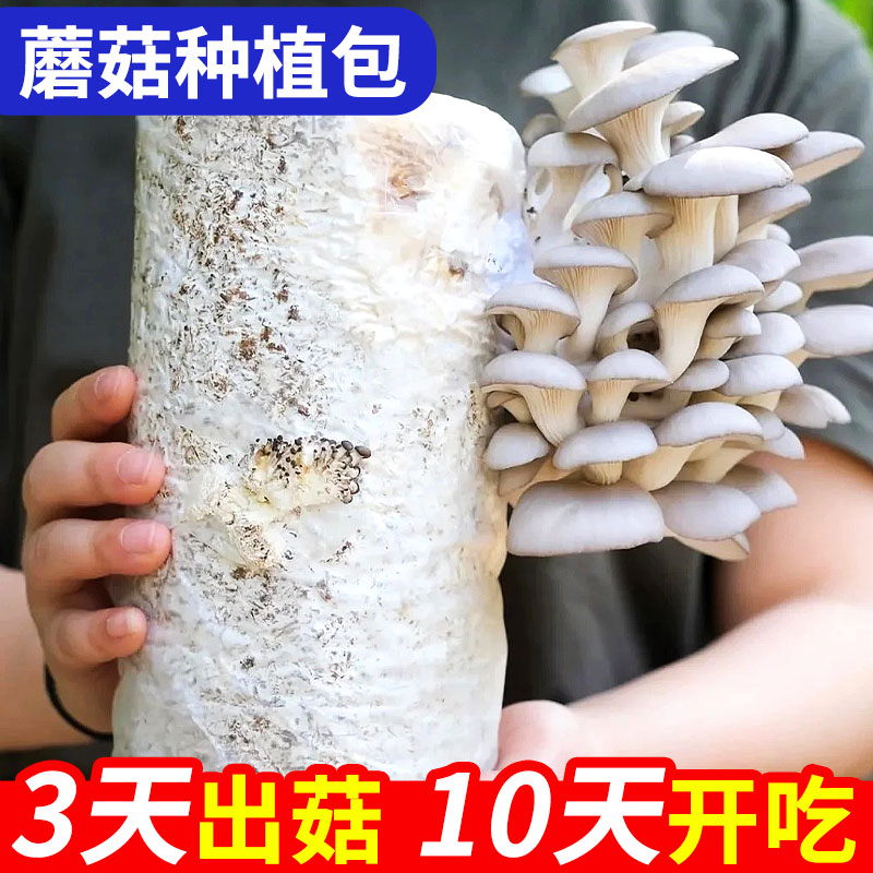 蘑菇种植包可食用黑平菇种植菌包