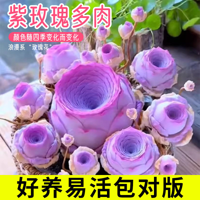 紫玫瑰多肉盆栽紫色风铃山地鸡蛋粉玫瑰多头群生老桩变色肉肉植物