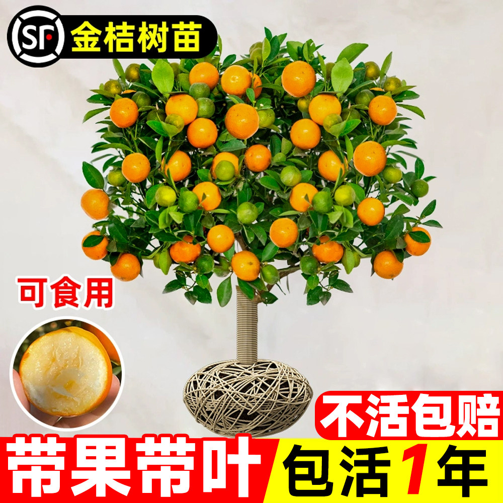 金桔树盆栽可食用四季橘子树苗