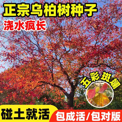乌桕树种子籽桕子树种子木子