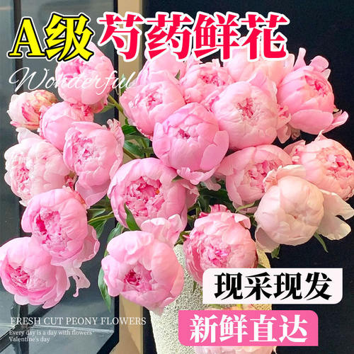 芍药鲜花牡丹重瓣花束云南鲜切花
