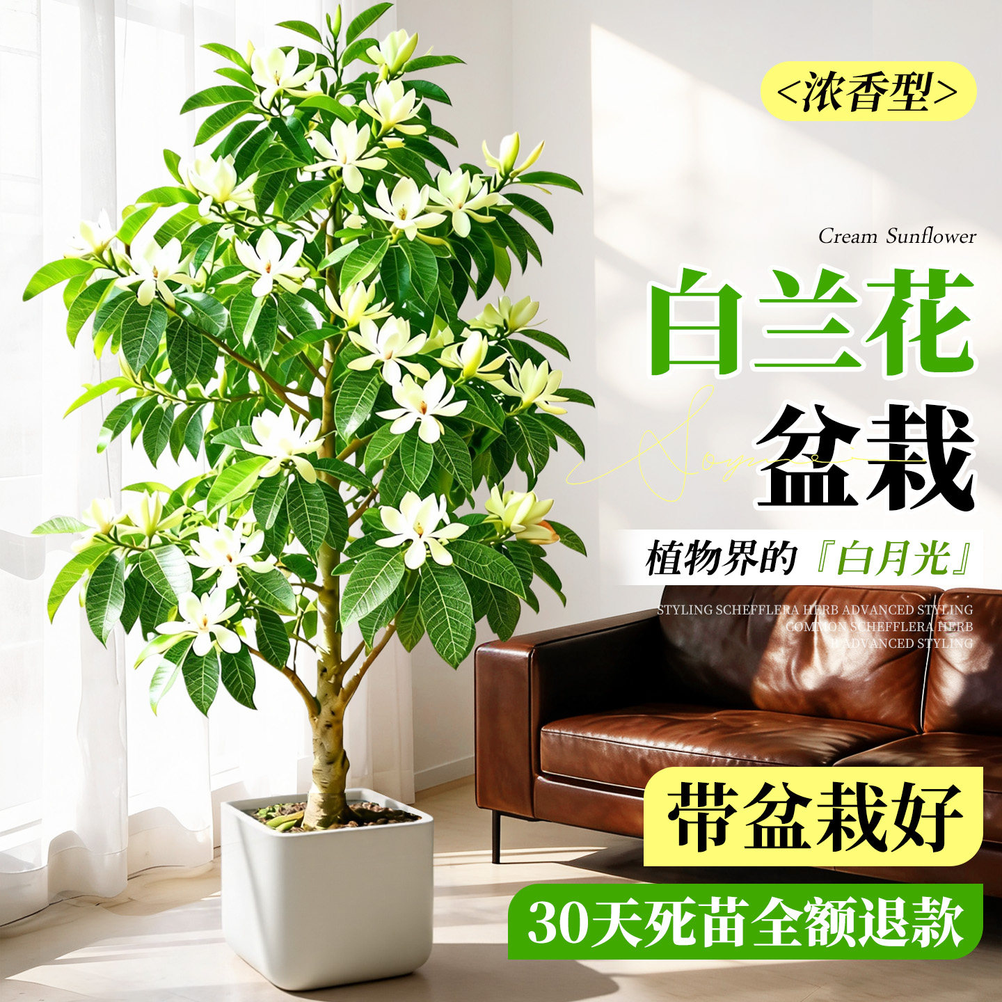 白玉兰花大型盆栽带花苞