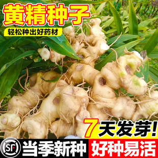 黄精种子正宗药材鸡头黄精多花老虎姜鸡爪参爪子参黄鸡菜玉竹种子