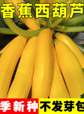 香蕉西葫芦种籽耐寒四季种植蔬菜