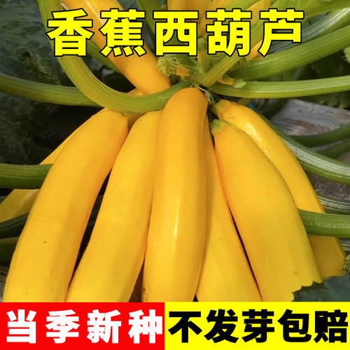 香蕉西葫芦种籽耐寒四季种植蔬菜