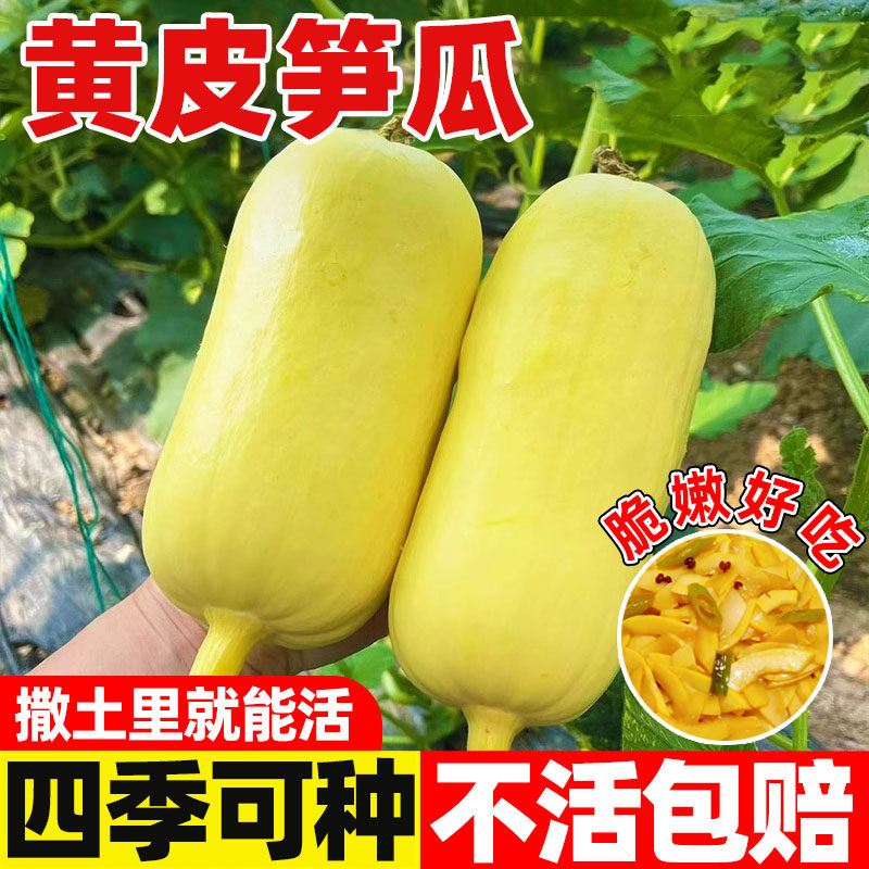 黄皮大笋瓜种子白玉瓜角瓜种籽农家庭院春秋季四季吊瓜蔬菜种孑
