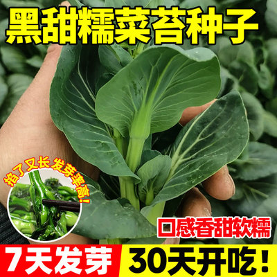 黑甜糯菜苔种子抗病早熟高产