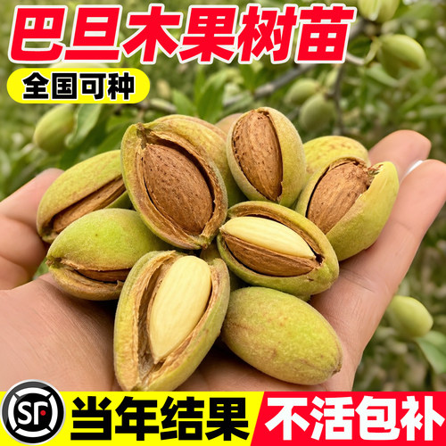 嫁接巴旦木树苗纸皮扁桃美国大杏