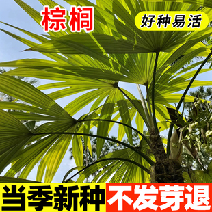 棕榈种子种籽山棕树种子花卉灌木林树种子并榈唐棕榈种子棕树种子