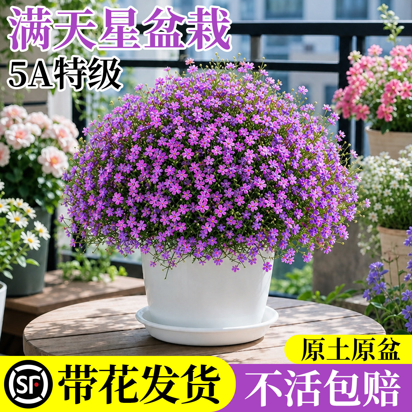 满天星盆栽阳台庭院花卉植物室内图片