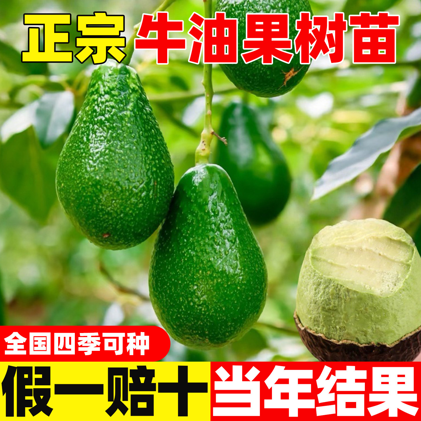 海南牛油果苗当年开花挂果嫁接哈斯牛油果树苗南北方四季盆栽地裁