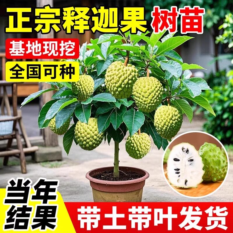 释迦果苗树带榴莲庭院南方图片